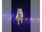 Mix DOG FOR ADOPTION RGADN-1242006 - KODA - White German Shepherd (medium