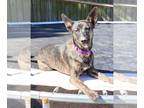 German Shepherd Dog-Huskies Mix DOG FOR ADOPTION RGADN-1242019 - Brooklyn -