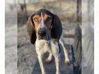 Coonhound Mix DOG FOR ADOPTION RGADN-1242020 - Windsor - Foster-to-Adopt -