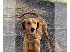 Redbone Coonhound Mix DOG FOR ADOPTION RGADN-1242022 - Maize available 2/29 -