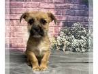 Border Terrier Mix DOG FOR ADOPTION RGADN-1242033 - Grassy - Border Terrier /