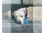 Boxer-Dogo Argentino Mix DOG FOR ADOPTION RGADN-1242043 - Bailee Blue - Boxer /