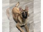 German Shepherd Dog Mix DOG FOR ADOPTION RGADN-1242056 - Gonzo - German Shepherd