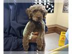 Miniature Schnauzer-Poodle (Miniature) Mix DOG FOR ADOPTION RGADN-1242060 -