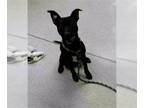 Labrador Retriever-Rat Terrier Mix DOG FOR ADOPTION RGADN-1242062 - CHA CHA -