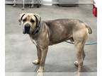 Bullmastiff Mix DOG FOR ADOPTION RGADN-1242067 - BUDDHA - Cane Corso Mastiff /