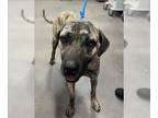 Black Mouth Cur DOG FOR ADOPTION RGADN-1242068 - BODIE - Black Mouth Cur (short