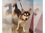 Mix DOG FOR ADOPTION RGADN-1242079 - A618975 - Husky (medium coat) Dog For