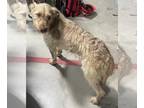 Irish Terrier Mix DOG FOR ADOPTION RGADN-1242092 - TUCKER - Irish Terrier /