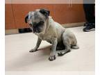 Pug DOG FOR ADOPTION RGADN-1242117 - PEBBLES - Pug (medium coat) Dog For