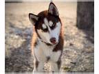 Mix DOG FOR ADOPTION RGADN-1242131 - LOADED POTATO - Husky (medium coat) Dog