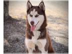 Mix DOG FOR ADOPTION RGADN-1242132 - TIC TAC - Husky (medium coat) Dog For