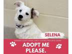 American Eskimo Dog DOG FOR ADOPTION RGADN-1242135 - SELENA - American Eskimo