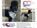 Poodle (Standard) DOG FOR ADOPTION RGADN-1242141 - Sailor - Poodle (Standard)