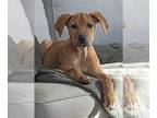 Labrador Retriever Mix DOG FOR ADOPTION RGADN-1242148 - Brumer - Labrador