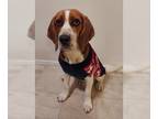 Beagle DOG FOR ADOPTION RGADN-1242157 - Rider - Beagle (short coat) Dog For