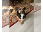 Rottweiler Mix DOG FOR ADOPTION RGADN-1242161 - Kona (Courtesy) - Shepherd /