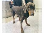 Doberman Pinscher DOG FOR ADOPTION RGADN-1242187 - A618976 - Doberman Pinscher