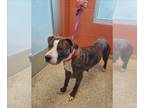 American Pit Bull Terrier Mix DOG FOR ADOPTION RGADN-1242189 - PENNY - Pit Bull