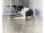 Australian Cattle Dog Mix DOG FOR ADOPTION RGADN-1242191 - A1197302 - Queensland