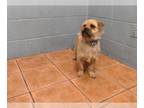 Brussels Griffon Mix DOG FOR ADOPTION RGADN-1242211 - RUSTY - Brussels Griffon /