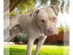 Mastador DOG FOR ADOPTION RGADN-1242214 - BIGBOY - Labrador Retriever / Mastiff