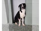 American Pit Bull Terrier Mix DOG FOR ADOPTION RGADN-1242224 - CRICKET - Pit