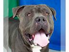 American Staffordshire Terrier-Mastiff Mix DOG FOR ADOPTION RGADN-1242229 -