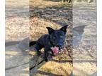 Huskies -Labrador Retriever Mix DOG FOR ADOPTION RGADN-1242243 - JET (COURTESY