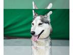 Mix DOG FOR ADOPTION RGADN-1242244 - ZSA ZSA - Husky (medium coat) Dog For
