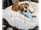Boxer DOG FOR ADOPTION RGADN-1242248 - Pearle *Adoption Pending* - Boxer (short