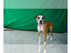 Boxer DOG FOR ADOPTION RGADN-1242251 - MAX - Boxer (short coat) Dog For Adoption