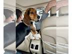 Beagle Mix DOG FOR ADOPTION RGADN-1242252 - Murphy - Beagle / Mixed (short coat)