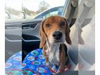 Beagle Mix DOG FOR ADOPTION RGADN-1242259 - Noah - Beagle / Mixed (short coat)