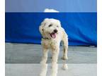 Poodle (Miniature) DOG FOR ADOPTION RGADN-1242261 - MAXIMUS - Poodle (Miniature)