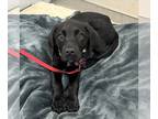 Labrador Retriever Mix DOG FOR ADOPTION RGADN-1242264 - Pixie - Labrador