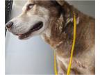 Huskies Mix DOG FOR ADOPTION RGADN-1242280 - CAMELLO - Husky / Mixed (medium