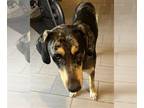 Catahoula Leopard Dog Mix DOG FOR ADOPTION RGADN-1242306 - ZADOC - Catahoula