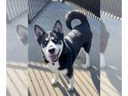 Siberian Husky DOG FOR ADOPTION RGADN-1242332 - BILLIE - Siberian Husky (medium