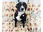 American Pit Bull Terrier Mix DOG FOR ADOPTION RGADN-1242333 - LILLY - Pit Bull