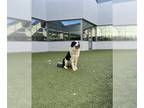Anatolian Shepherd-Border Collie Mix DOG FOR ADOPTION RGADN-1242335 - JOHNNY -