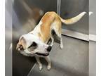 Australian Cattle Dog Mix DOG FOR ADOPTION RGADN-1242336 - *PATCH - Queensland