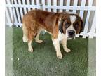 Saint Bernard DOG FOR ADOPTION RGADN-1242337 - DEAN - Saint Bernard (medium