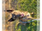 German Shorthaired Pointer Mix DOG FOR ADOPTION RGADN-1242348 - K9 - German