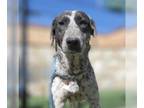 German Shorthaired Pointer DOG FOR ADOPTION RGADN-1242352 - *DENNA - German