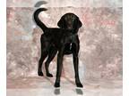 Labrador Retriever DOG FOR ADOPTION RGADN-1242356 - JUGHEAD - Labrador Retriever