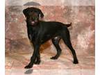 German Wirehaired Pointer Mix DOG FOR ADOPTION RGADN-1242357 - CARL - German