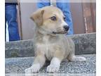 Boxer DOG FOR ADOPTION RGADN-1242387 - A169026 - Boxer (medium coat) Dog For