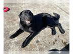 Labrador Retriever Mix DOG FOR ADOPTION RGADN-1242404 - SHADOW - Labrador