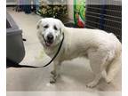 Great Pyrenees DOG FOR ADOPTION RGADN-1242408 - Dog - Great Pyrenees (medium